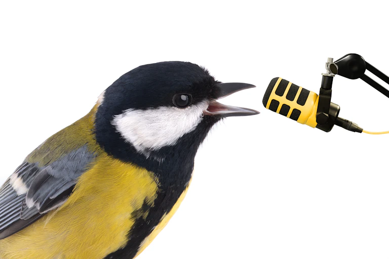 Bird singing into microphone