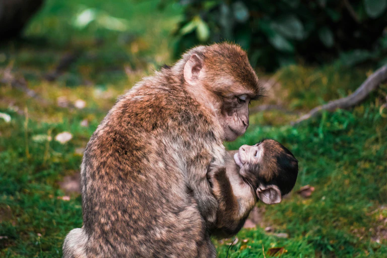 Un primate non humain regarde son petit et le câline.