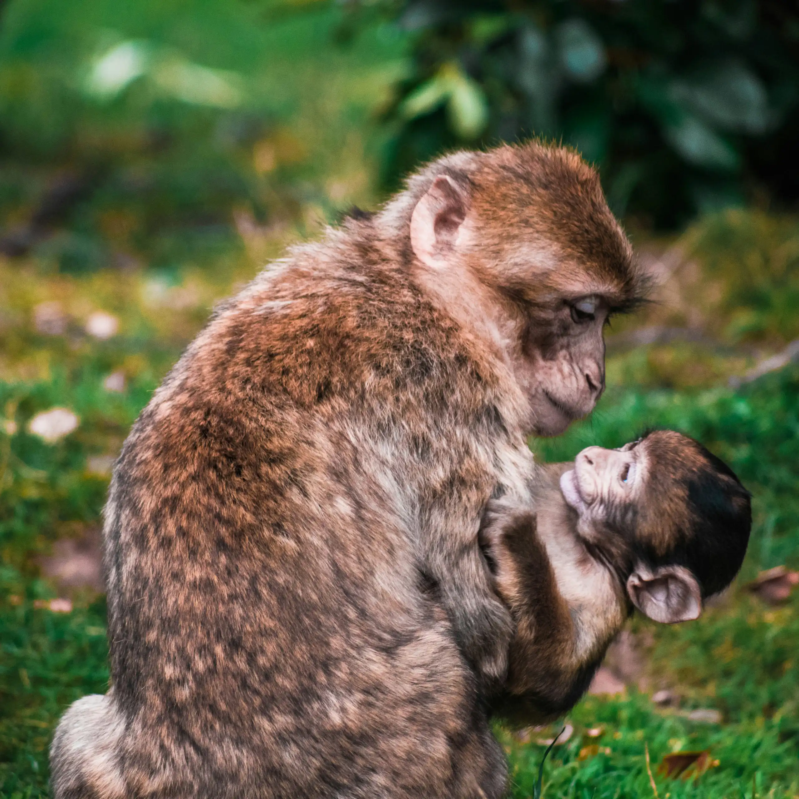 Un primate non humain regarde son petit et le câline.