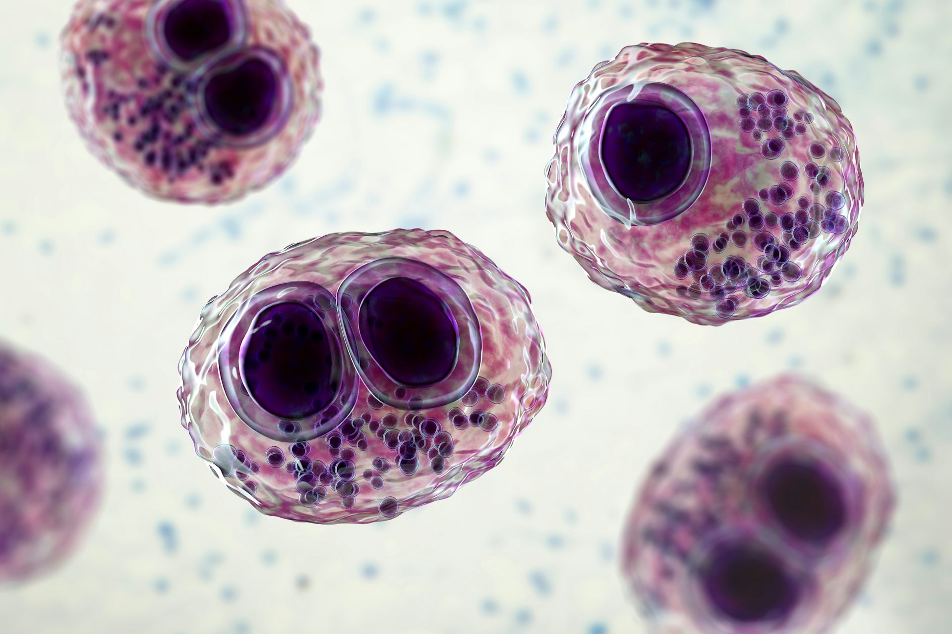 Cytomégalovirus dans une cellule humaine, inclusion intranucléaire en oeil de hibou, cellule multinucléée, illustration 3D.