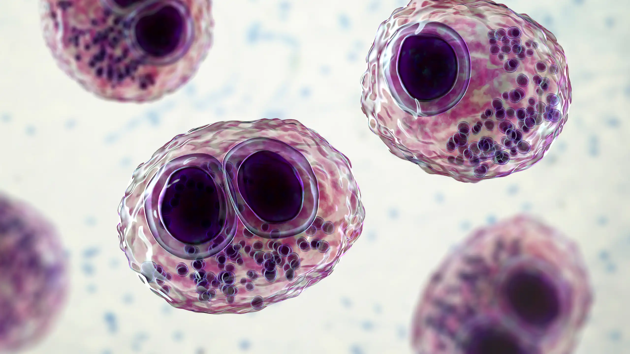 Cytomégalovirus dans une cellule humaine, inclusion intranucléaire en oeil de hibou, cellule multinucléée, illustration 3D.