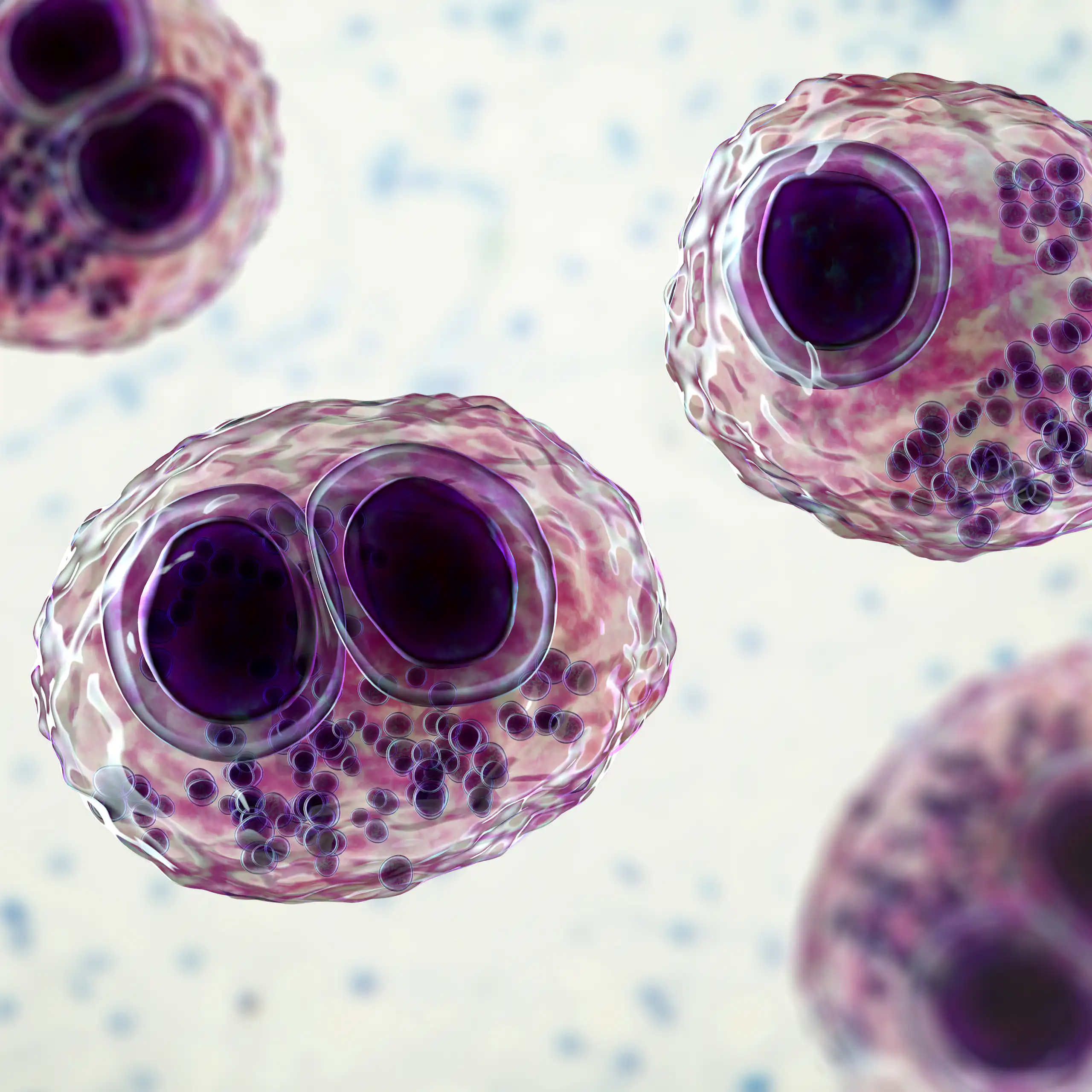 Cytomégalovirus dans une cellule humaine, inclusion intranucléaire en oeil de hibou, cellule multinucléée, illustration 3D.