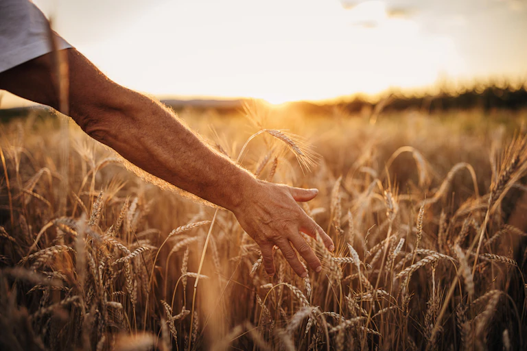 Man walks through crop of wheat, with sunset in the background.