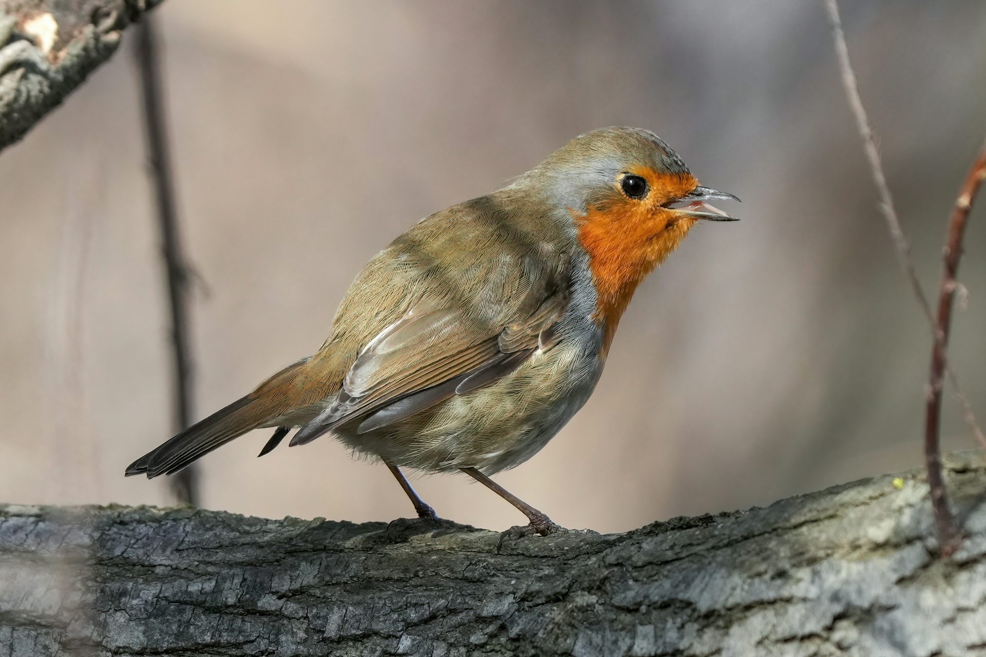 rouge-gorge familier (_Erithacus rubecula_)