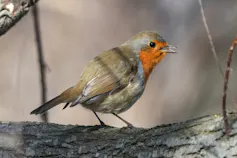 the European robin (_Erithacus rubecula_)