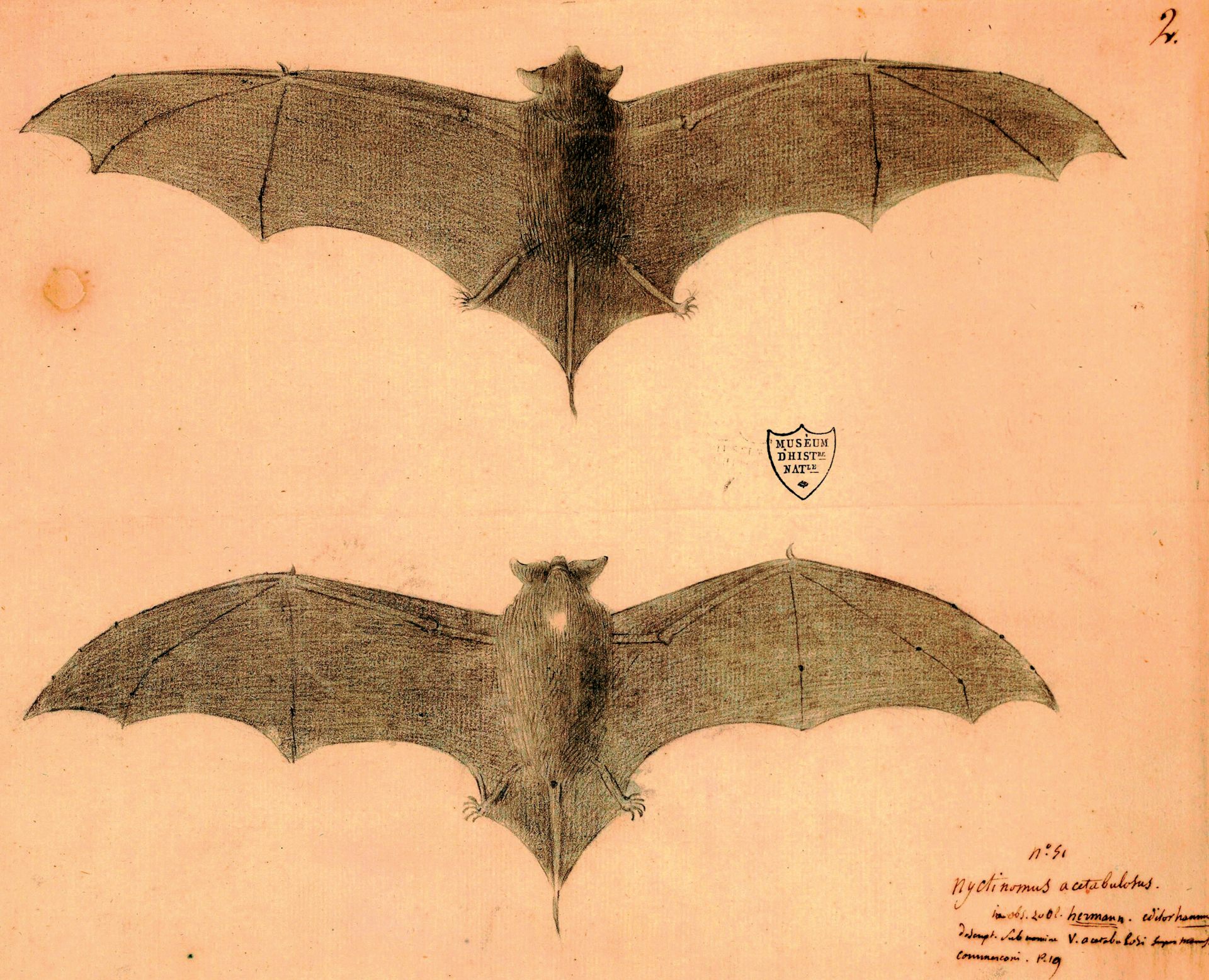 Petit molosse de la Réunion (_Mormopterus acetabulosus_)
