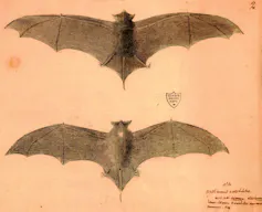 Petit molosse de la Réunion (_Mormopterus acetabulosus_)