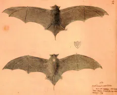 A free-tailed bat native to the island of Réunion (_Mormopterus acetabulosus_)