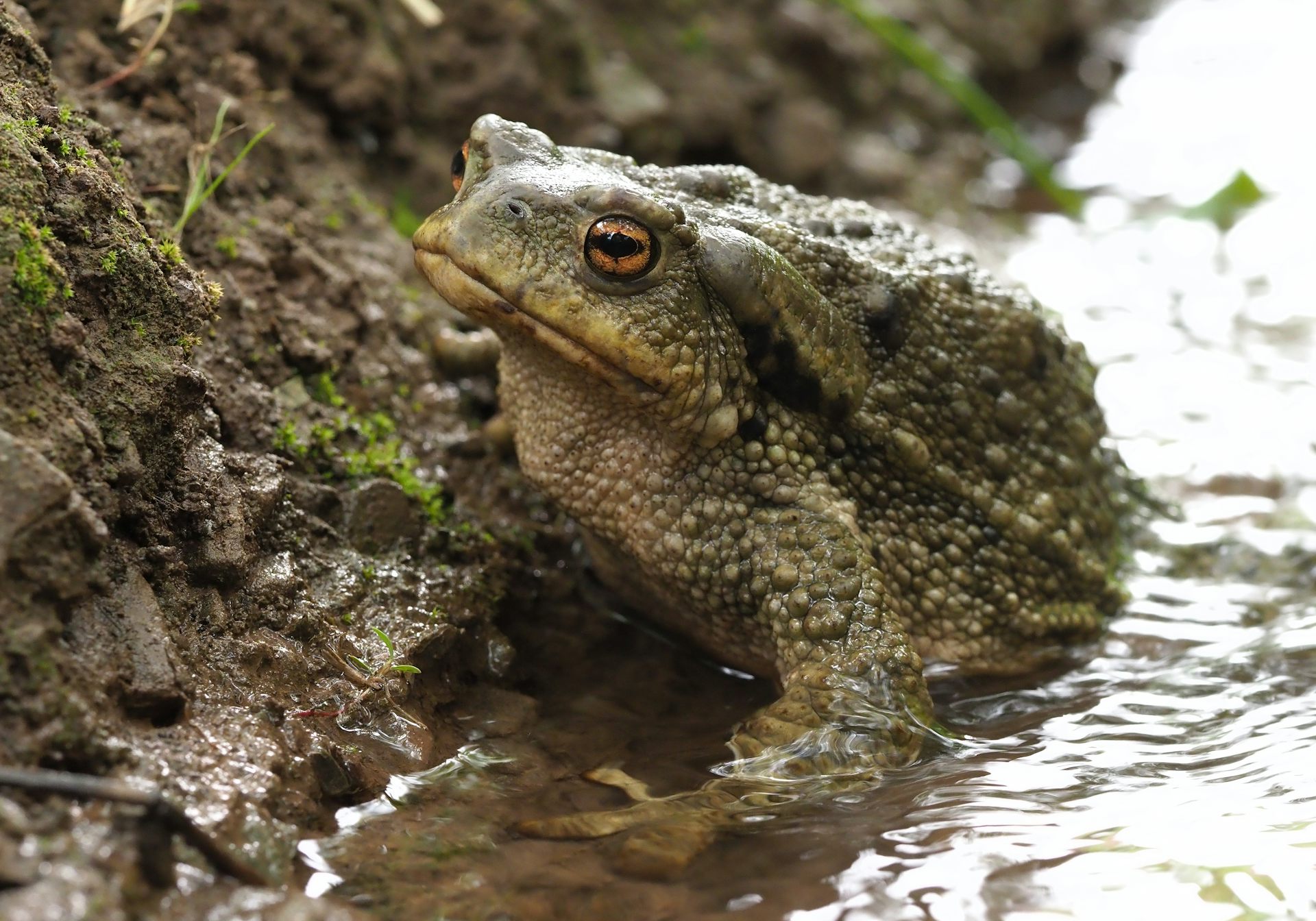 Crapaud épineux (_Bufo spinosus_)