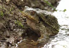 Spiny toad (_Bufo spinosus_)