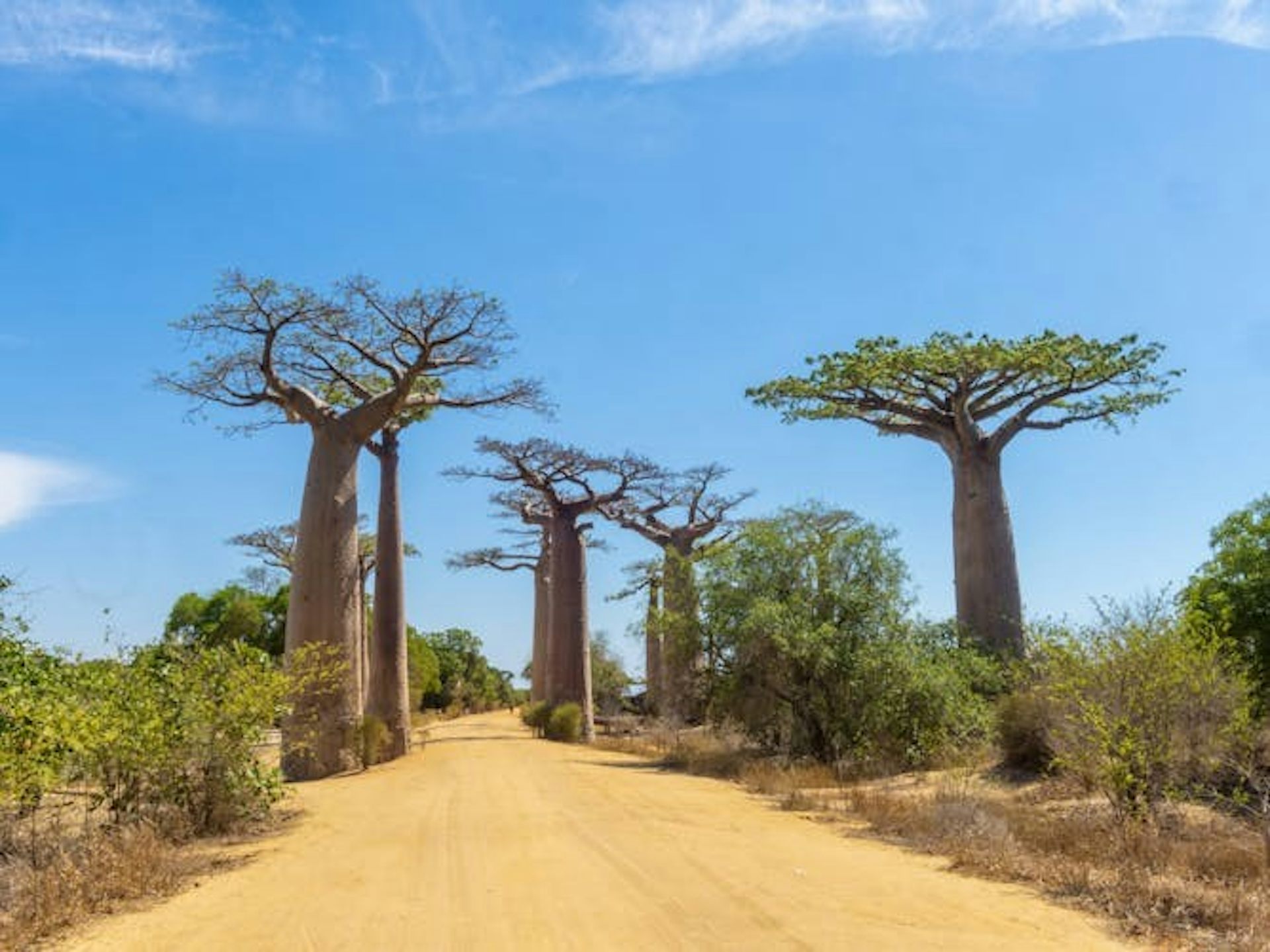Plusieurs baobabs géants bordent un chemin de terre jaune pâle, avec un ciel d'un bleu éclatant en arrière-plan.