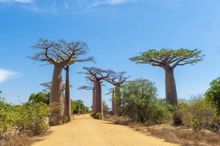 Plusieurs baobabs géants bordent un chemin de terre jaune pâle, avec un ciel d'un bleu éclatant en arrière-plan.