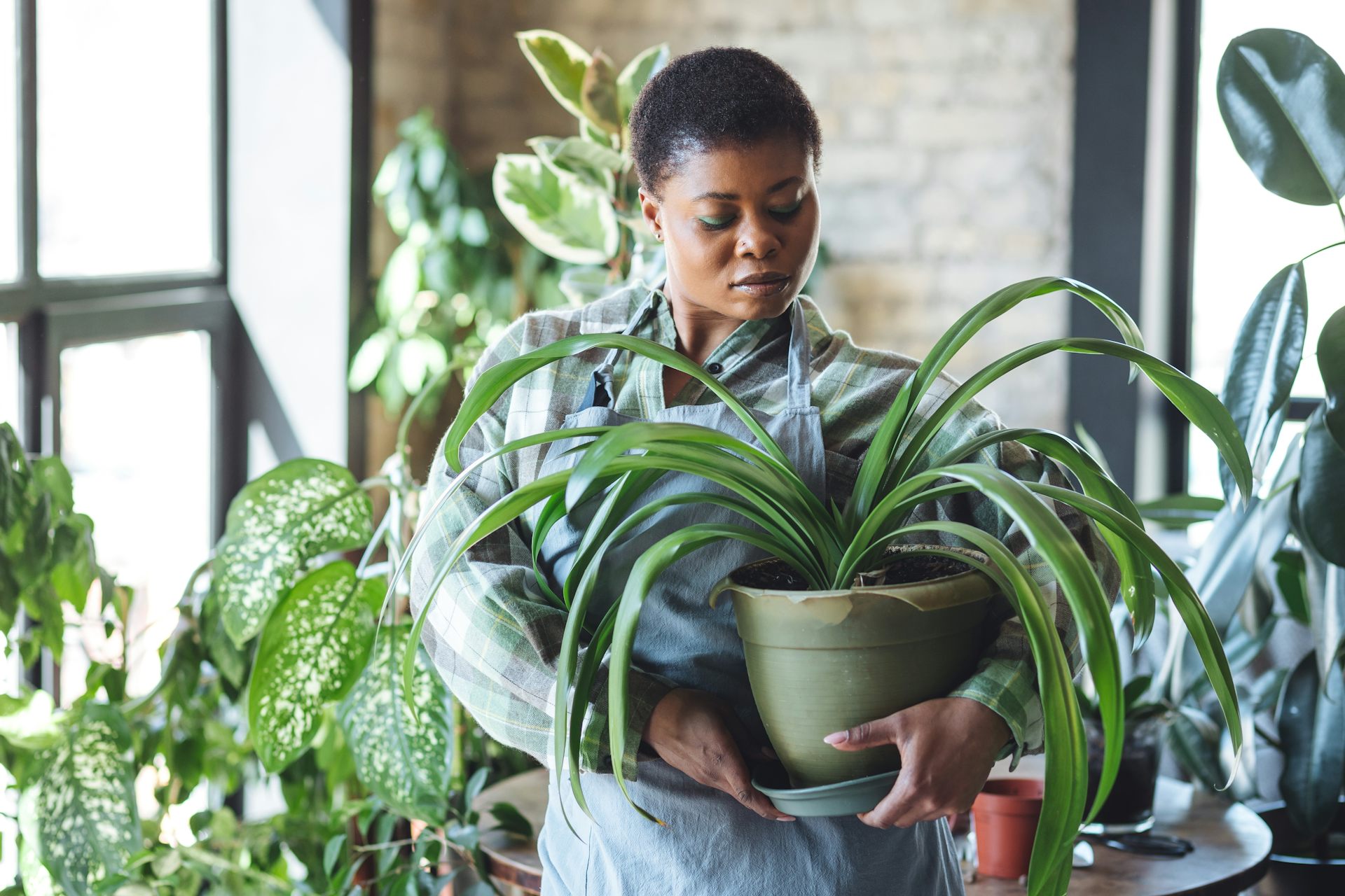 Woman in blue apron holding large leafy houseplant in green pot.
