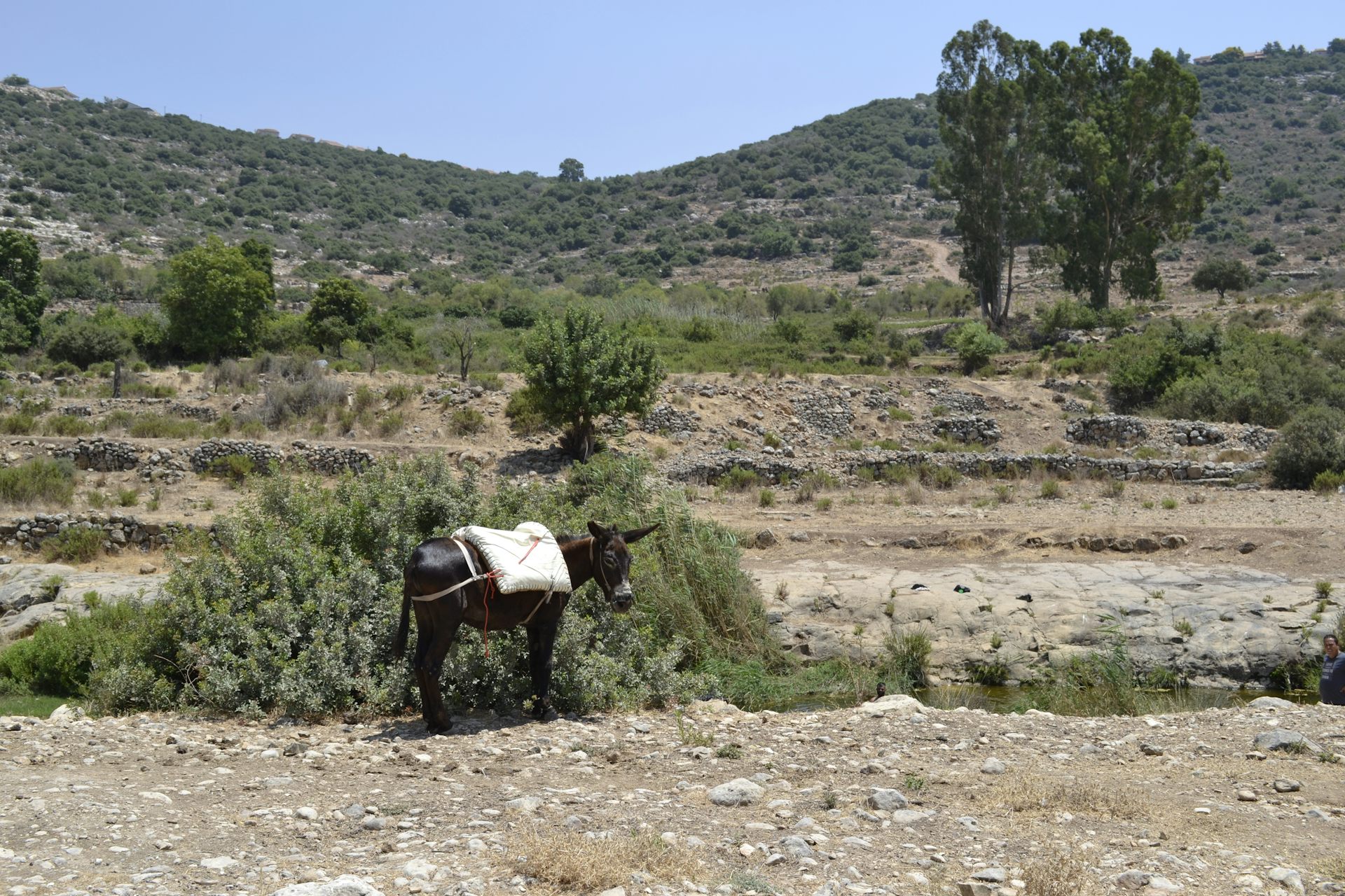 A donkey stands in front of hills.