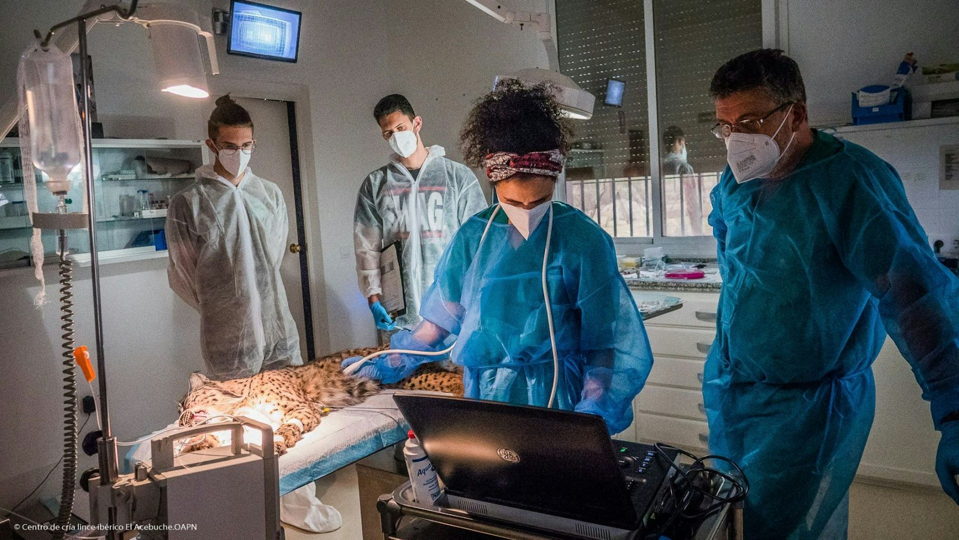 Un lince en una camilla mientras dos veterinarios enmascarados y con bata miran la pantalla