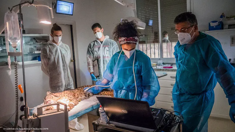 Lince que mata gatos 1 Un lince en una camilla mientras dos veterinarios enmascarados y con bata miran la pantalla