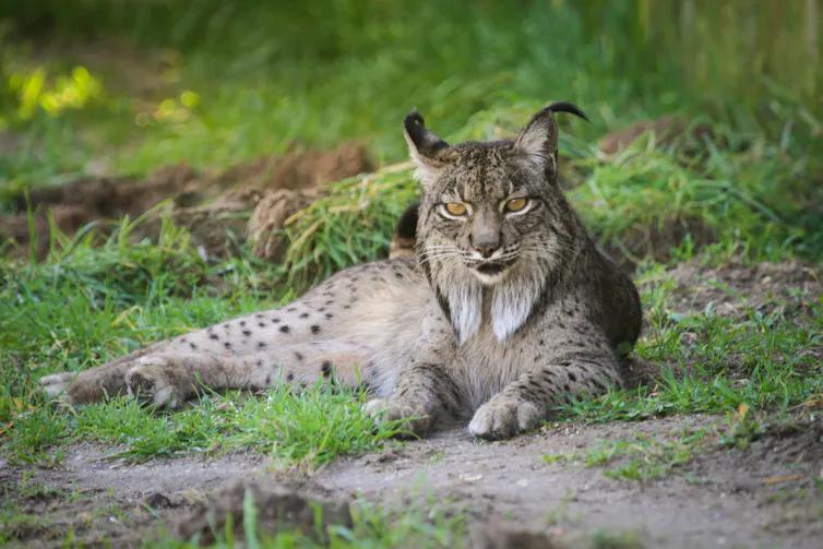Lince que mata gatos 2 El lince ibérico yace en un campo con tierra y hierba