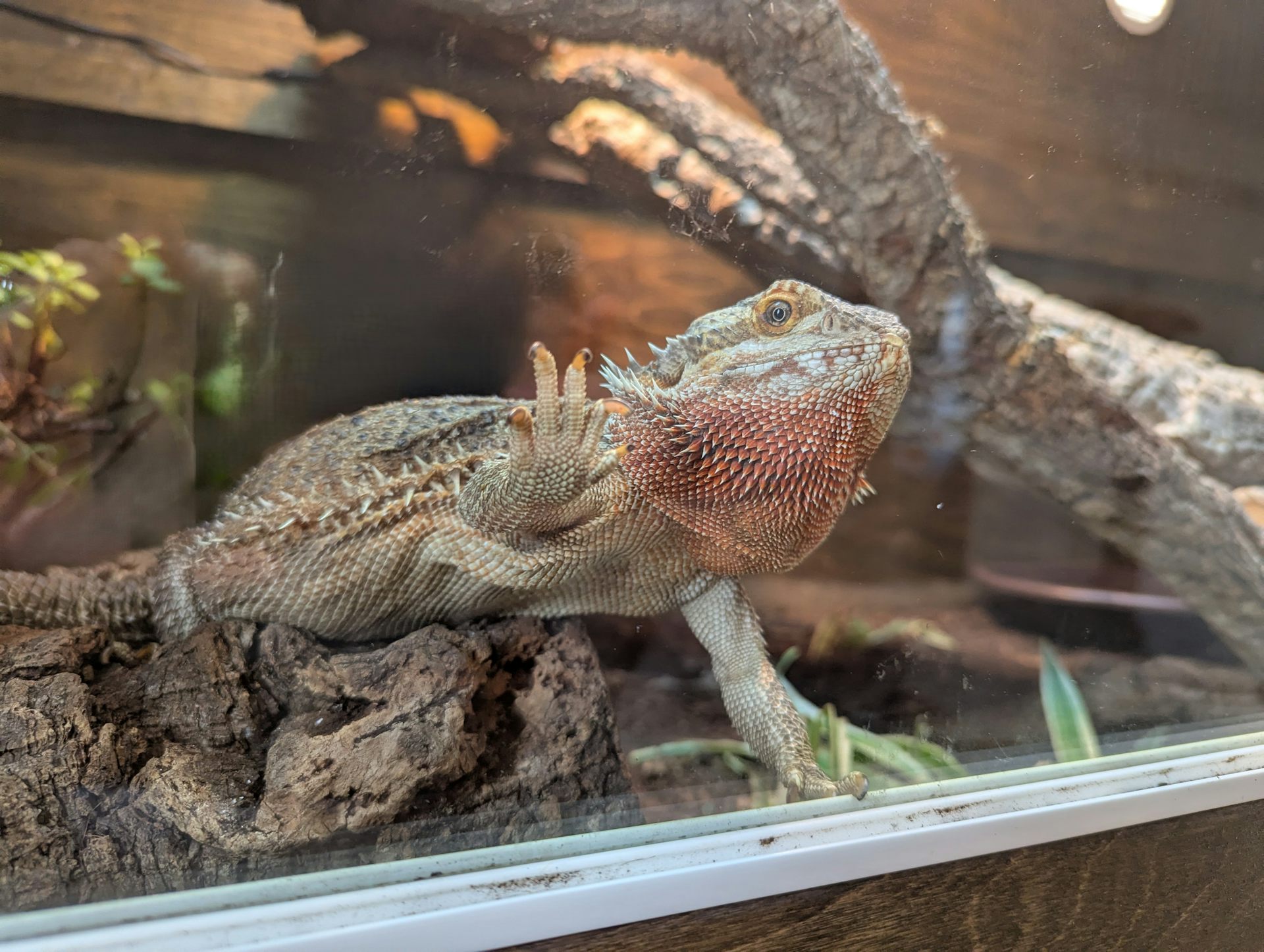 Why your pet reptile ‘surfs’ the glass or rubs against the barriers of their enclosure