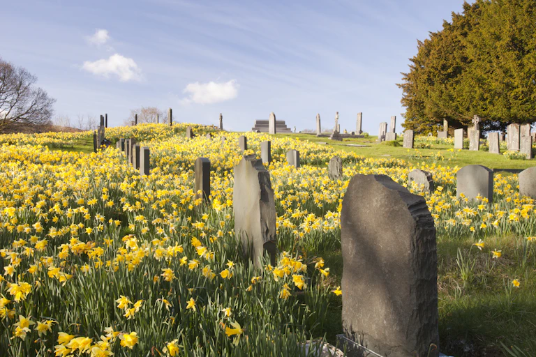 A rolling field with yellow flowers and headstones.