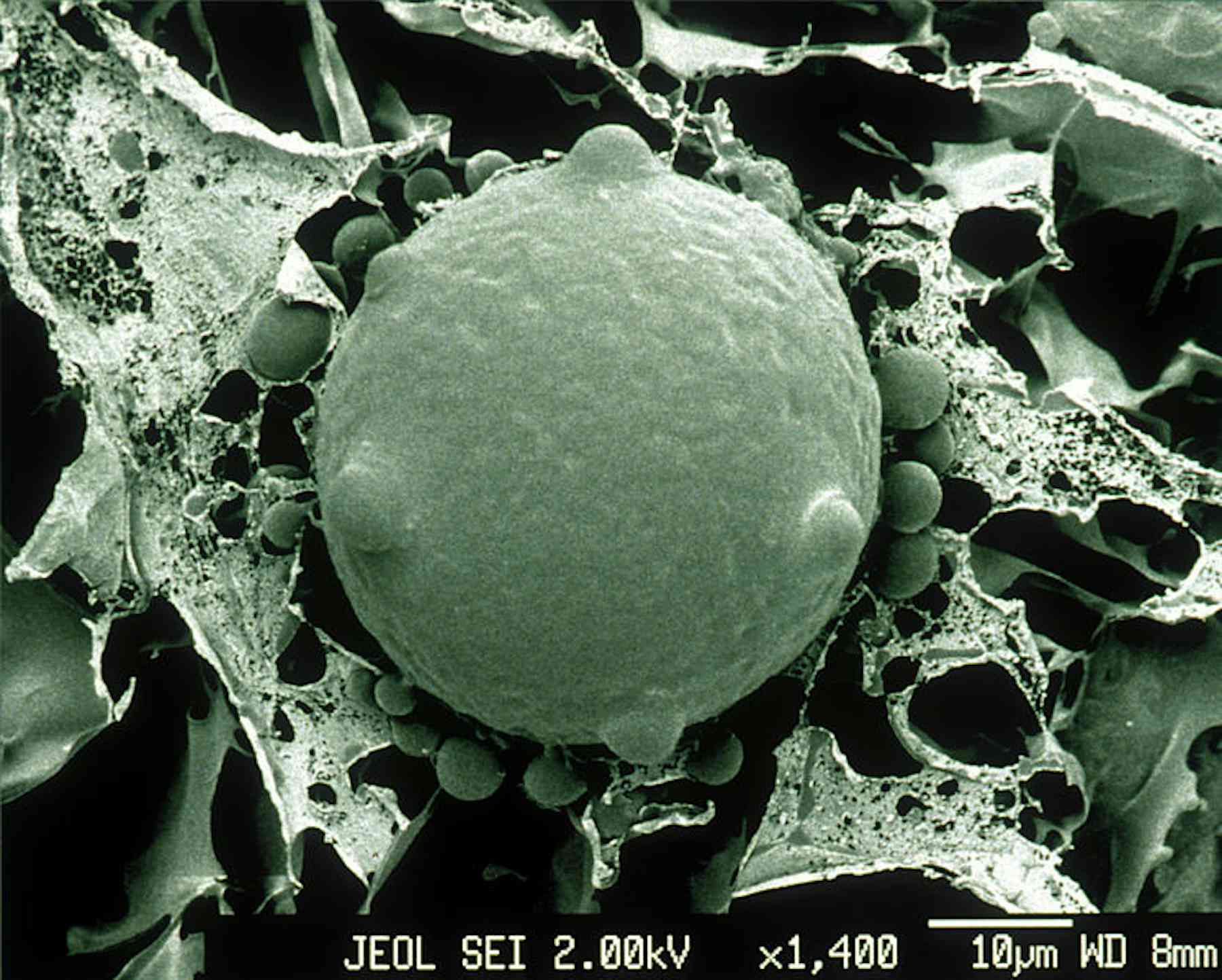 Killer frog fungus could actually help amphibians survive disease