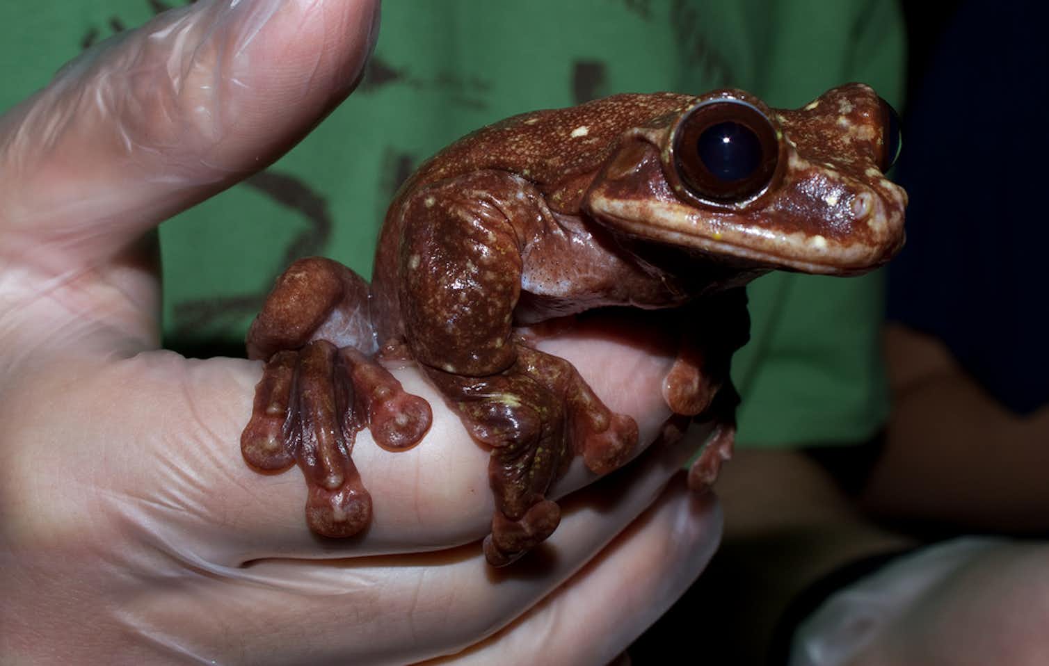 Killer frog fungus could actually help amphibians survive disease