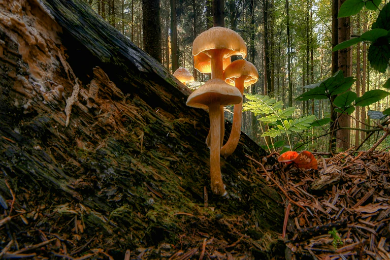 a glowing mushroom in a forest