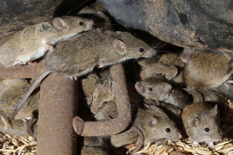 Several mice scamper over a piece of metal.