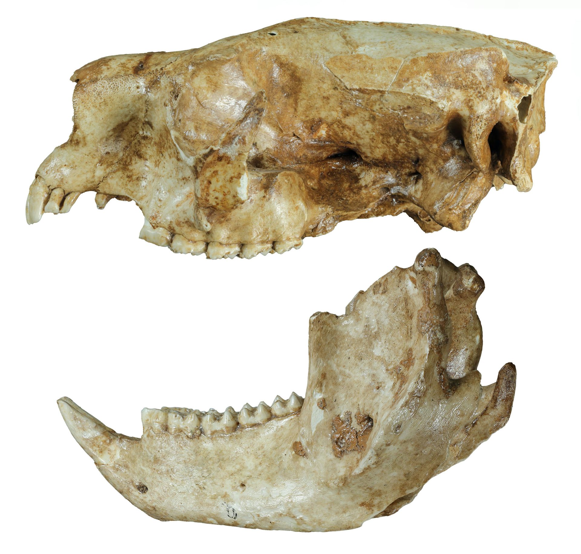 Side view of a skull and lower jaws of a fossil koala, lightly stained from burial in a cave.