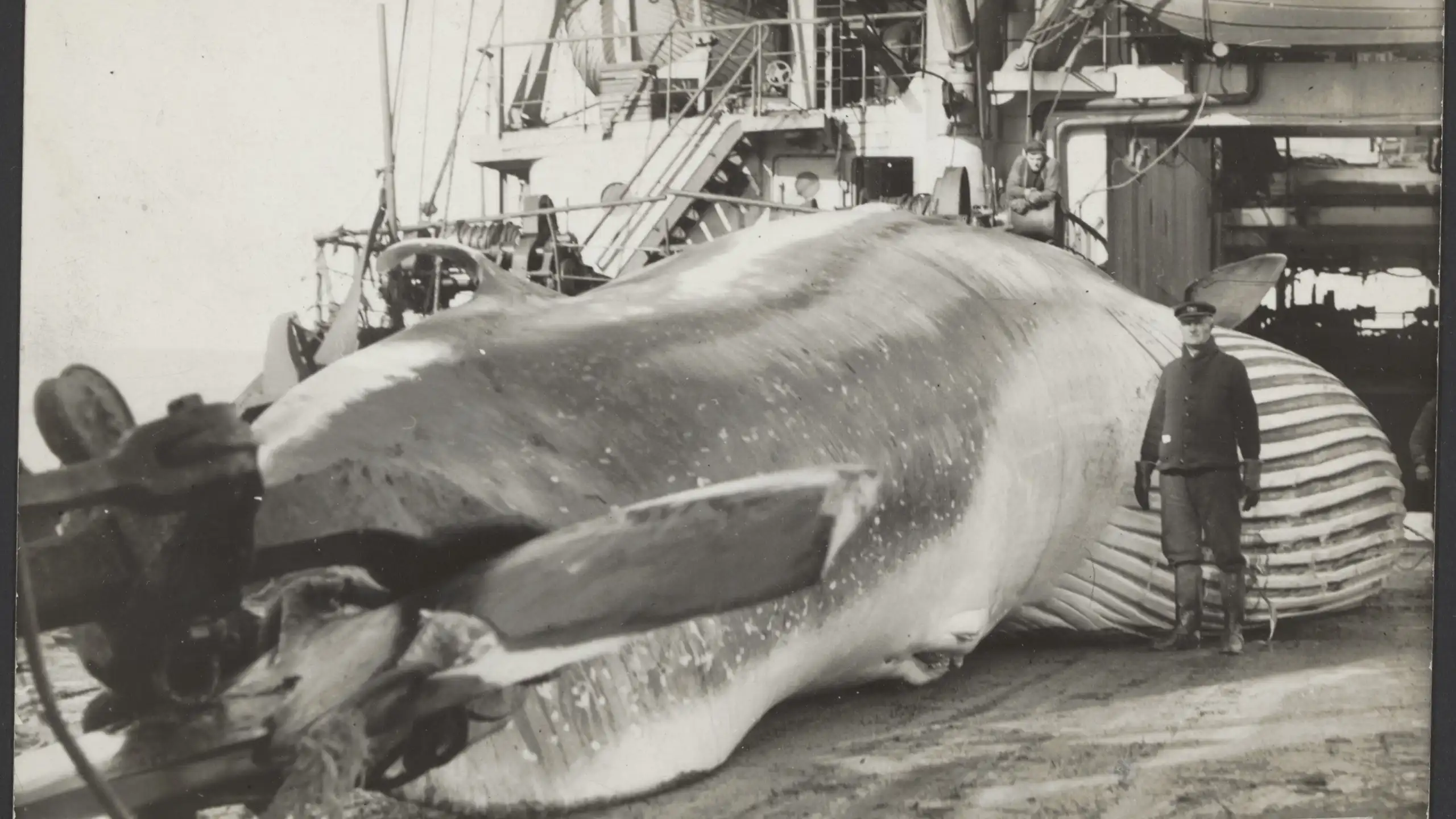 Un homme se tient debout aux côtés d’une baleine sur le pont d’un navire.