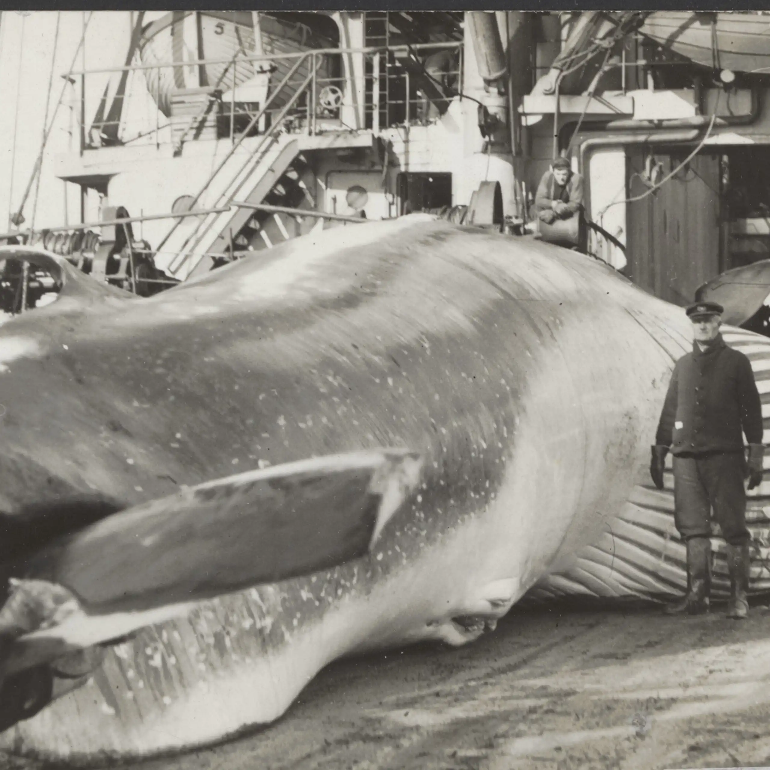 Un homme se tient debout aux côtés d’une baleine sur le pont d’un navire.
