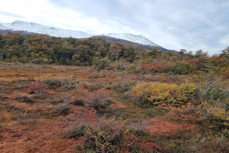 brown peat landscape, trees in background