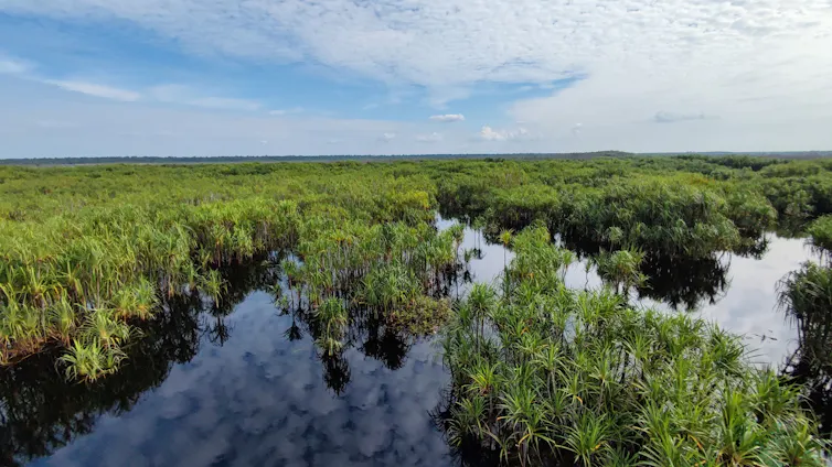 green plants, dark peat-dense water