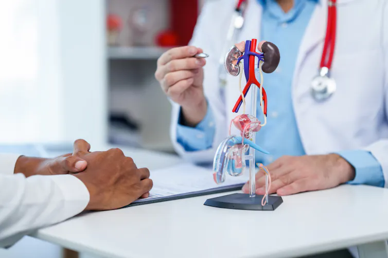A man has a consultation with his doctor, who is pointing to a 3D diagram of the prostate and male reproductive system.