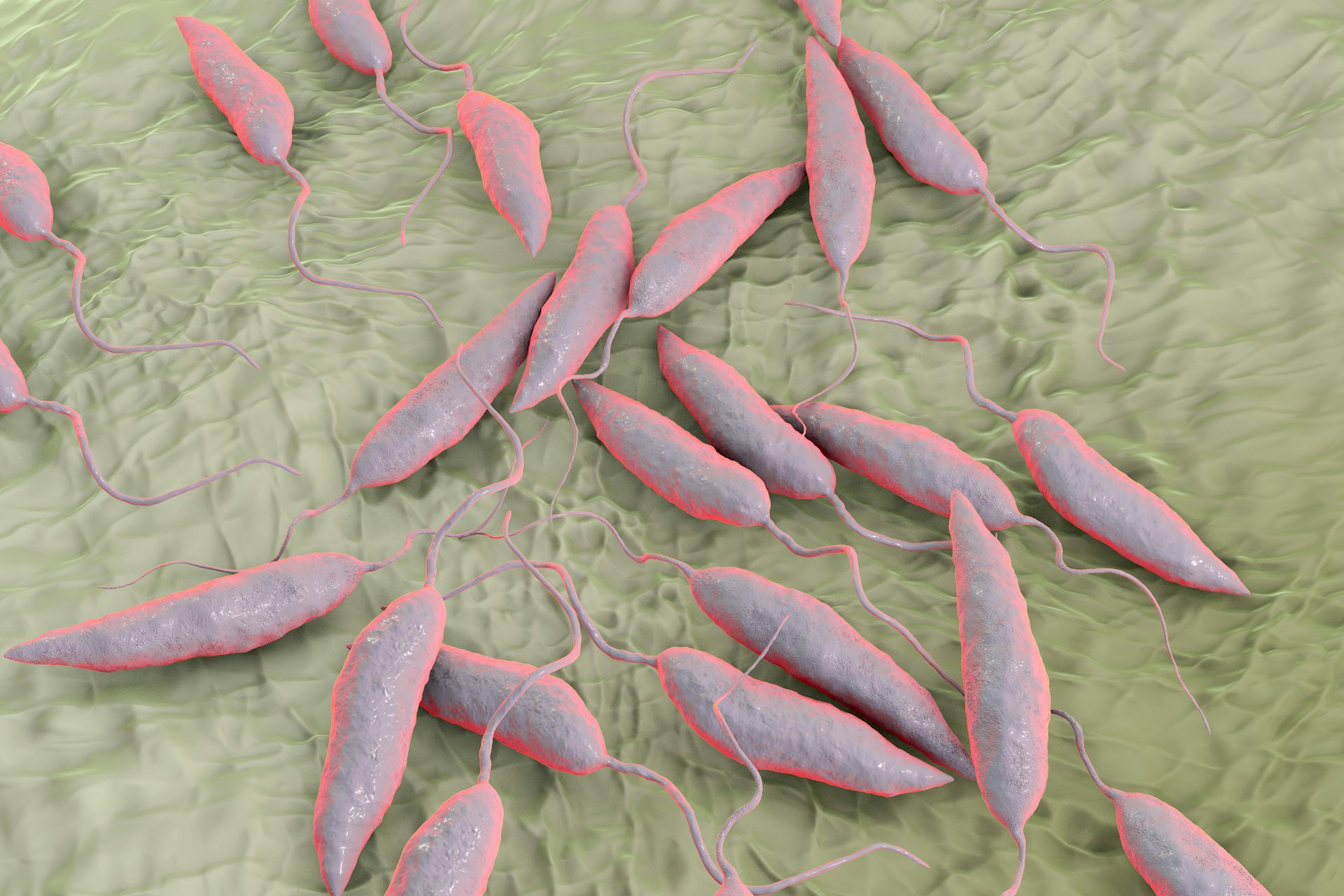 Recreación del parásito 'Leishmania'.