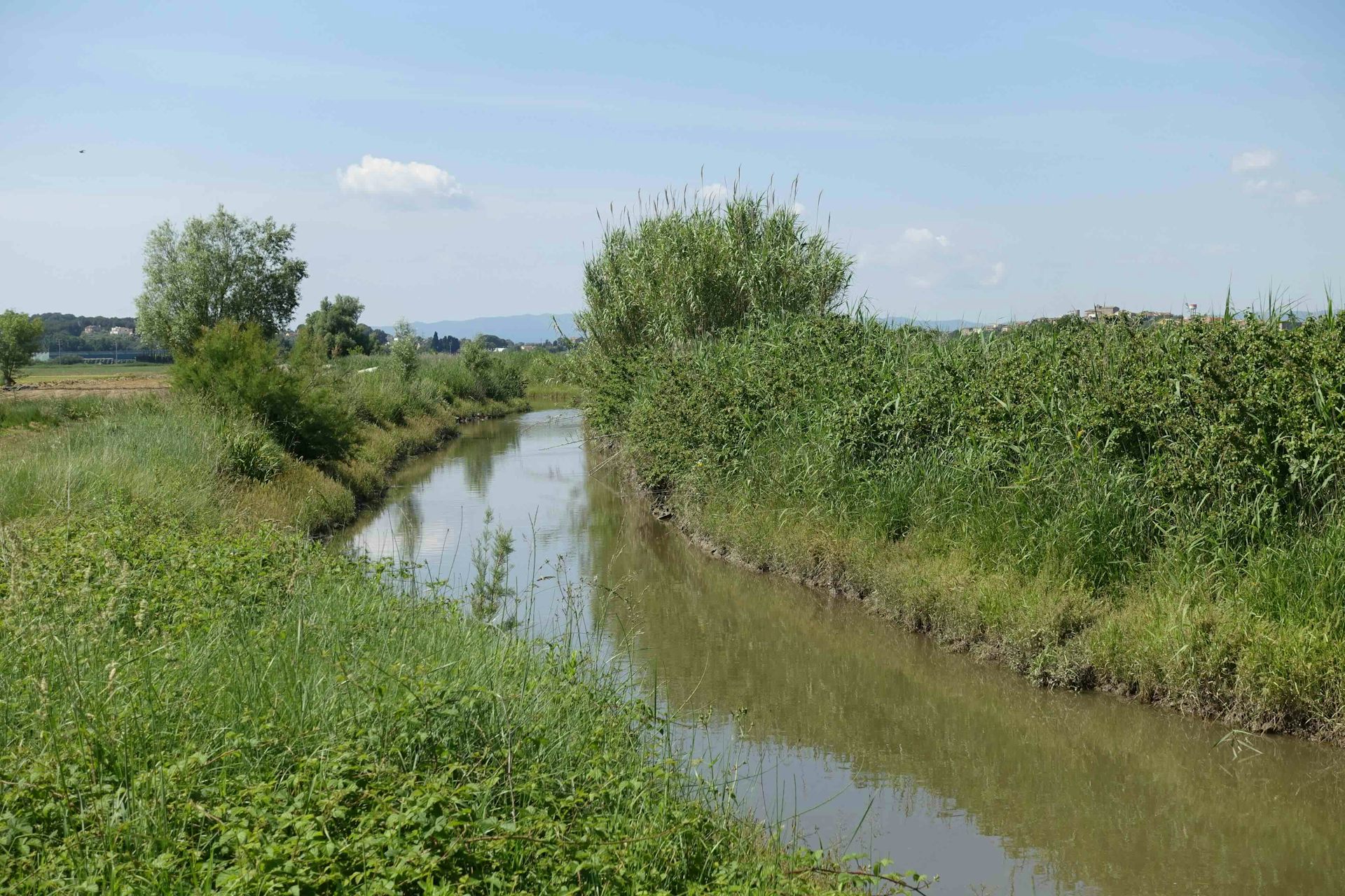 El canal de riego circula por el terreno cubierto de vegetación