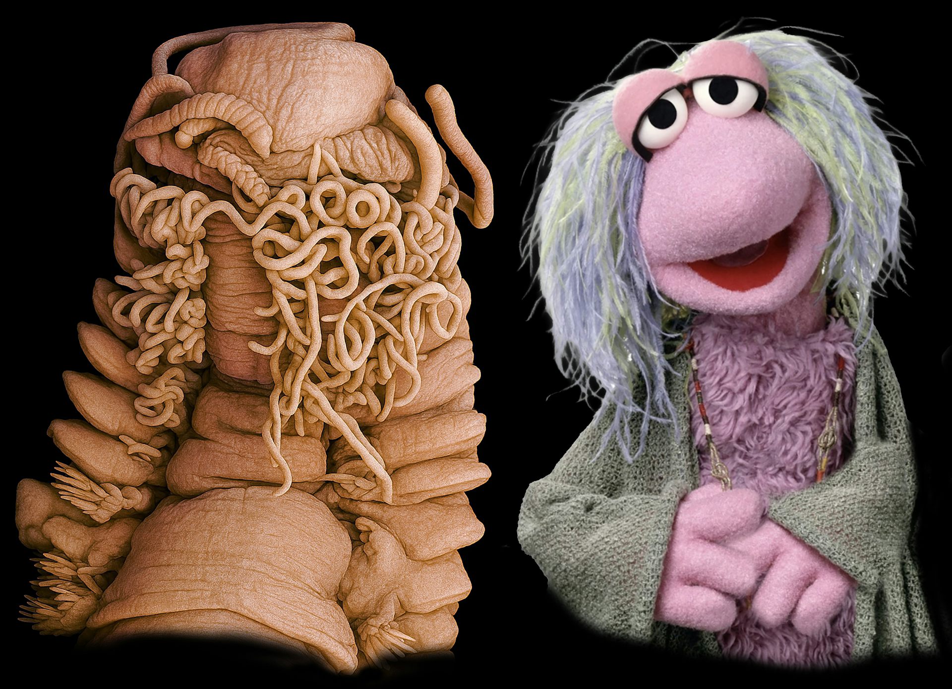 Un cuc gros i, al costat, una titella dels Fraggle.