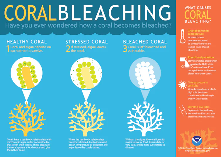 An infographic explaining coral bleaching.