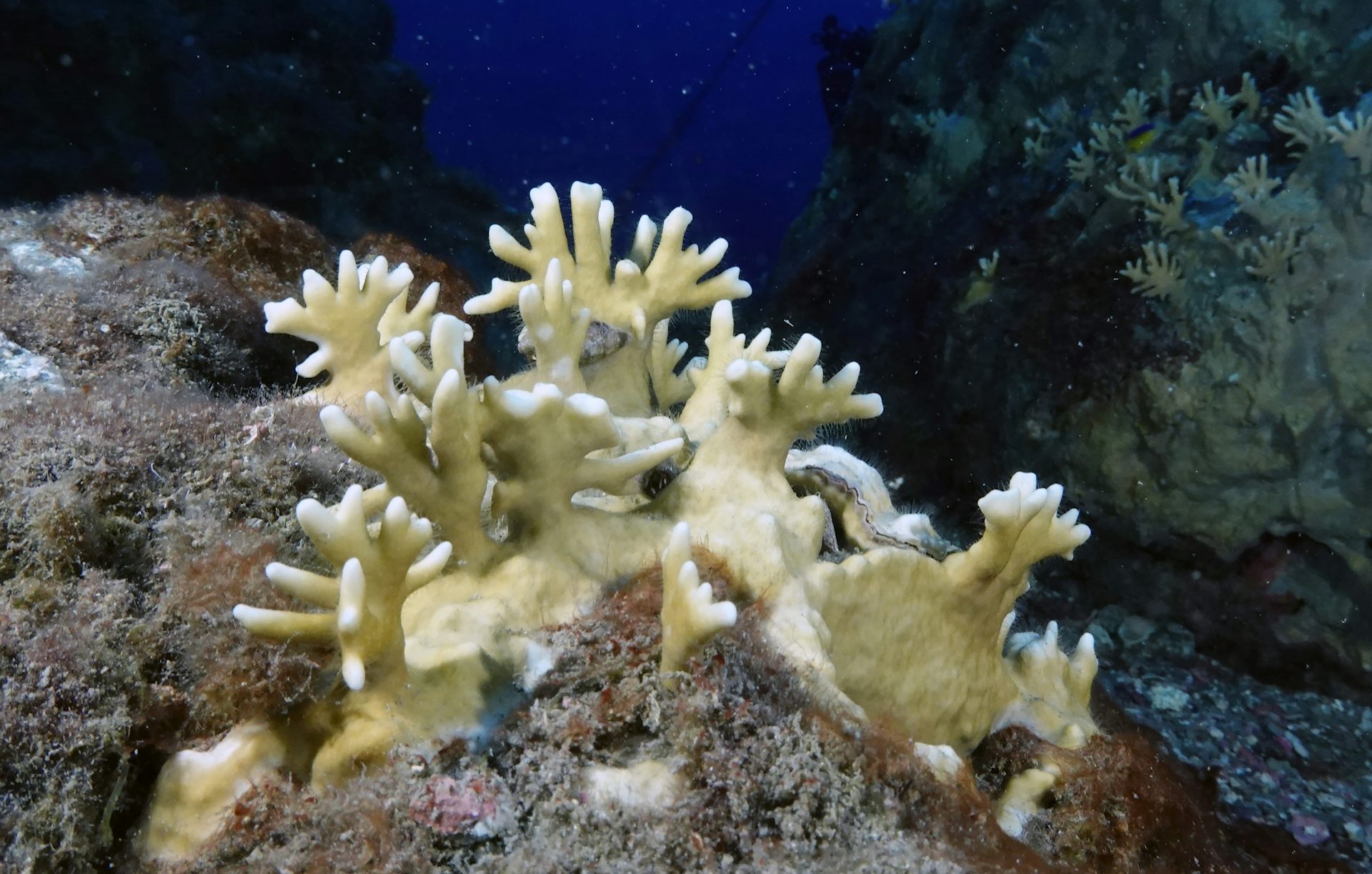 Un trozo de coral blanqueado en el océano.