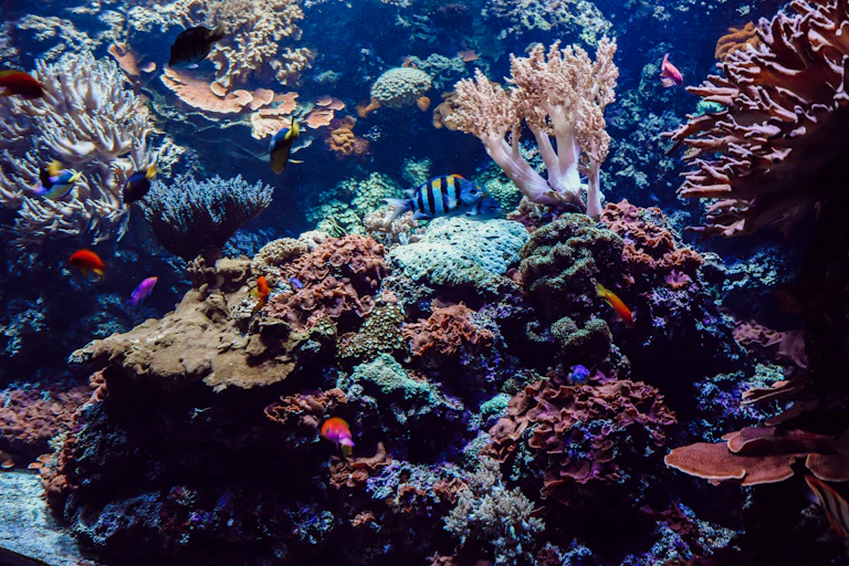 colorful corals underwater with small fish swimming around