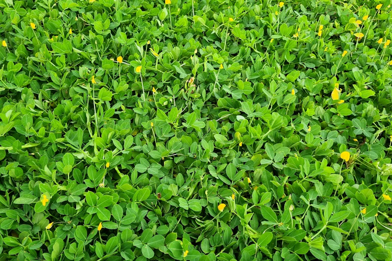 couvert végétal sur un sol