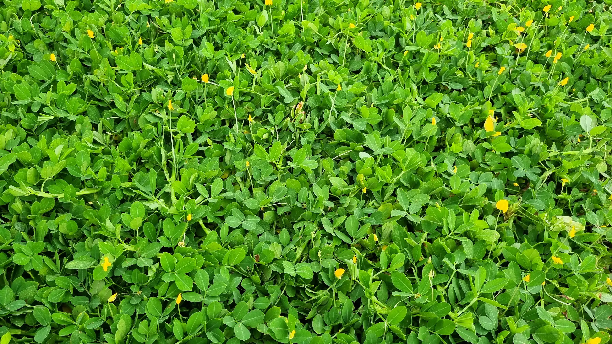 couvert végétal sur un sol