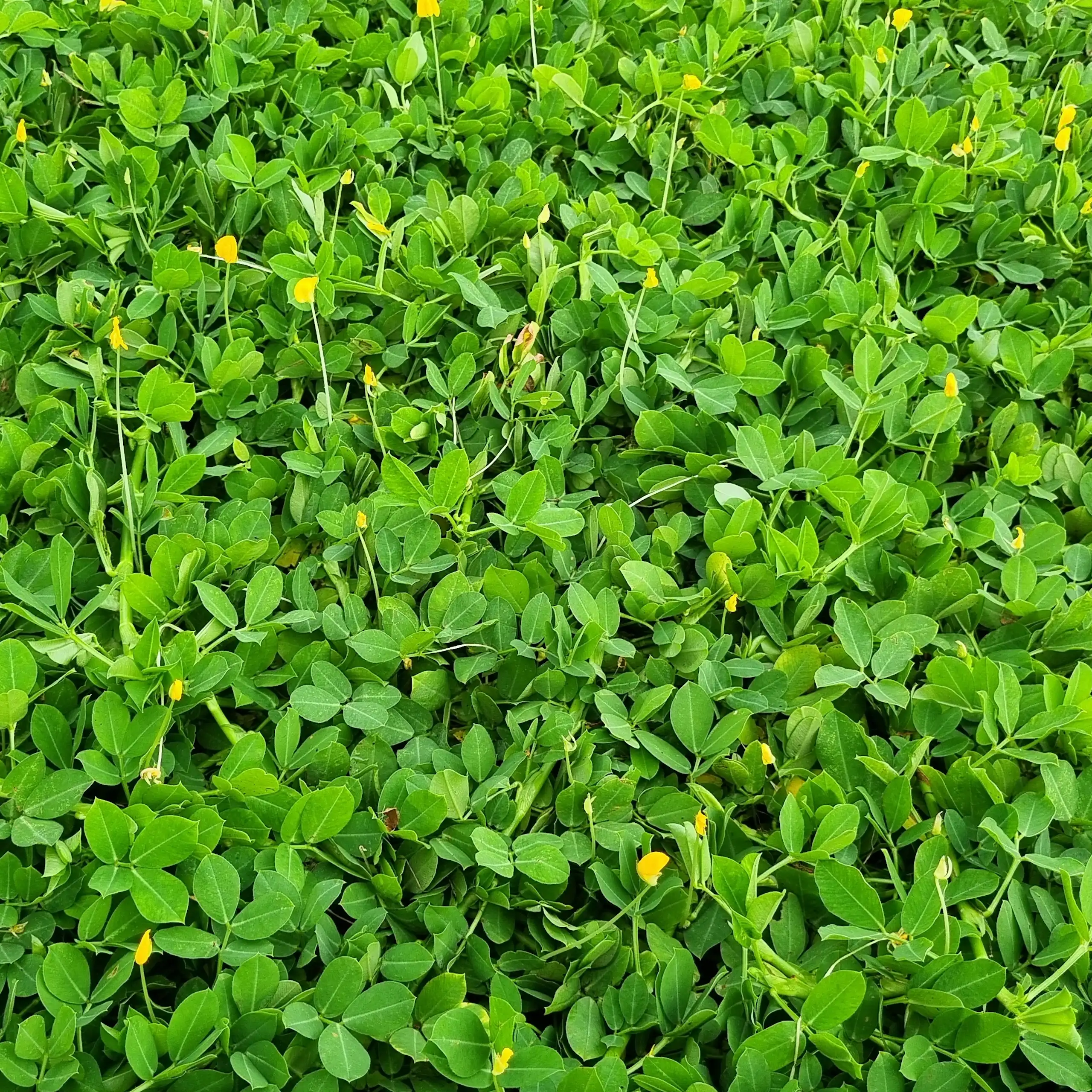 couvert végétal sur un sol