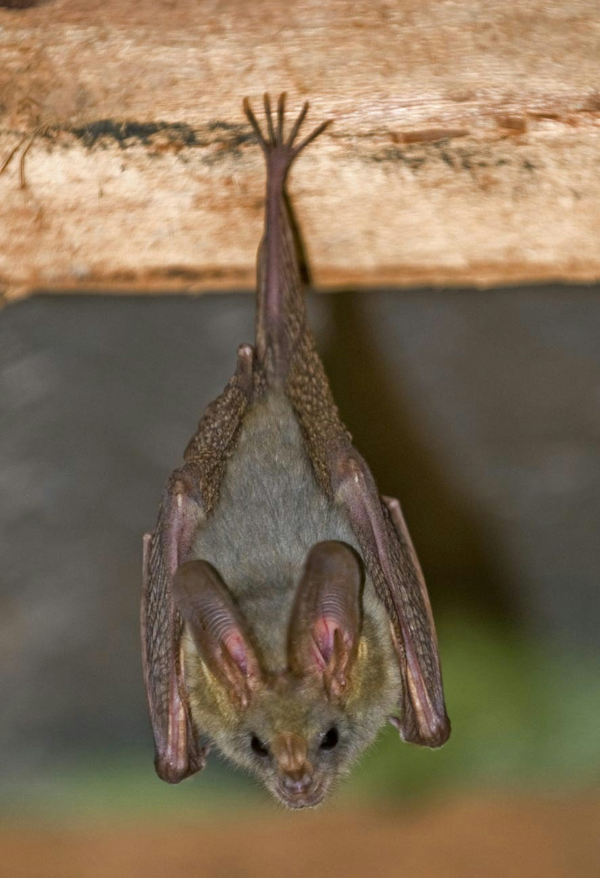 Heart-nosed bat.