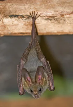 Heart-nosed bat.