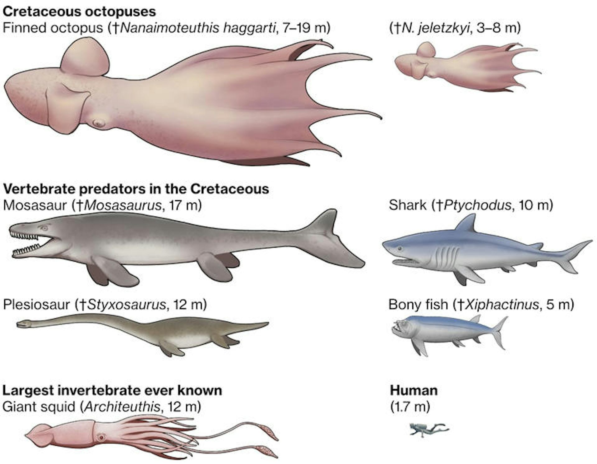 Graphic showing marine predators.