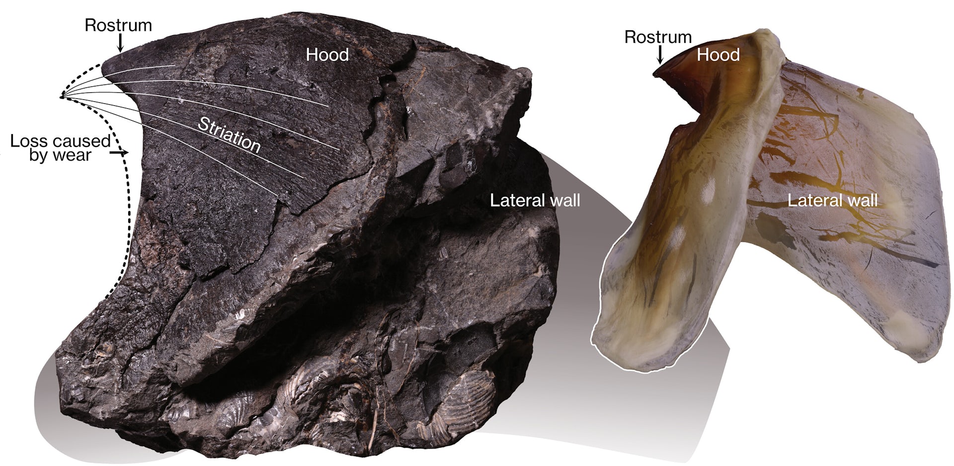 Left: the fossil jaw from Nanaimoteuthis haggarti. Right: a jaw from the giant squid, Architeuthis, for comparison.
