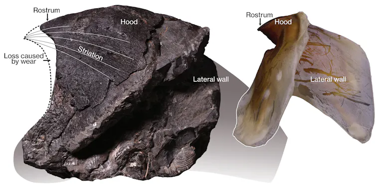 Left: the fossil jaw from Nanaimoteuthis haggarti. Right: a jaw from the giant squid, Architeuthis, for comparison.