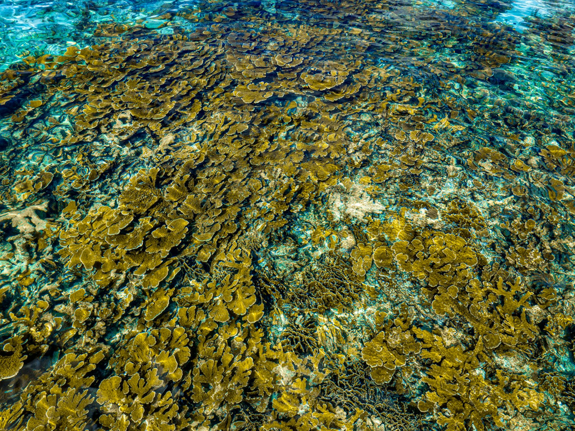 Vista desde arriba de un denso arrecife de coral.