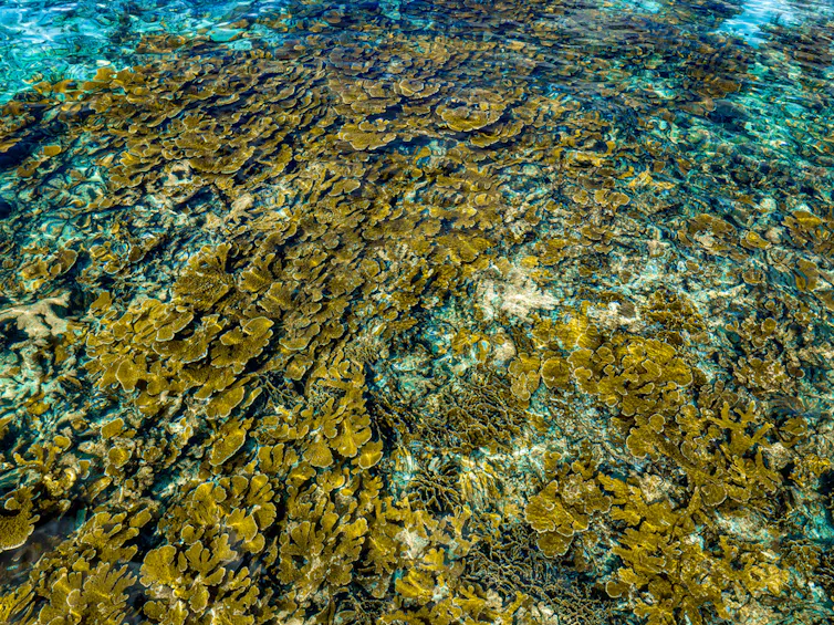 Muchos de los arrecifes más importantes del Caribe siguen desprotegidos 1 Vista desde arriba de un denso arrecife de coral.