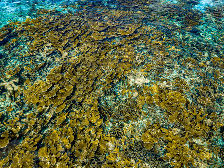 An overhead view of a dense coral reef.